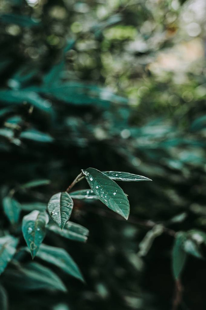 Vertical shot of green leaves with dew - Valokuva, kuva