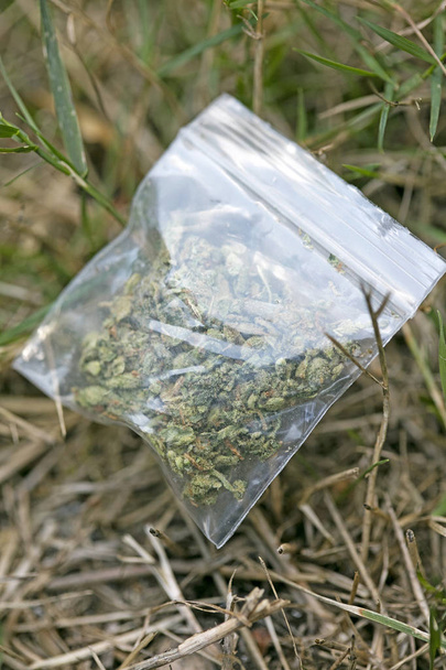 Marihuana em pequeno bug macro cinquenta megapixels
  - Foto, Imagem