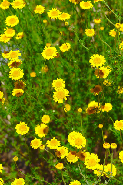 parterre, arboleda de flores amarillas de Anthemis. Anthemis tinctoria, Anthemis de los tintoreros
 - Foto, imagen