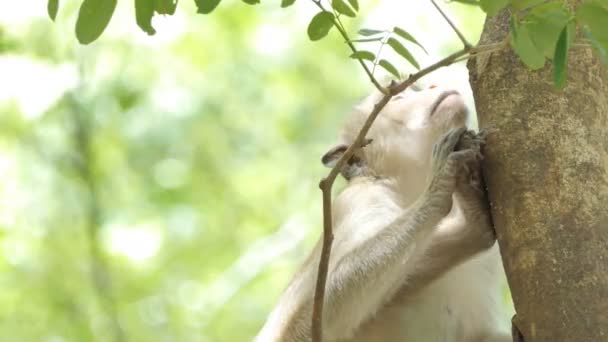 Mono (Macaque rhesus) sentado en el árbol en el bosque caducifolio mixto
 - Metraje, vídeo
