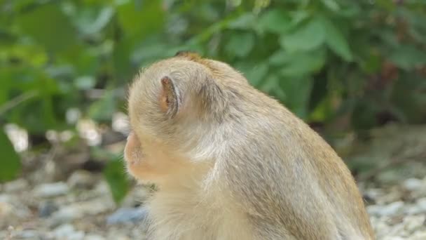 Mono (Macaque rhesus) sentado en el árbol en el bosque caducifolio mixto
 - Metraje, vídeo