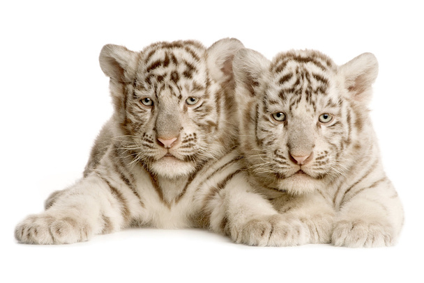 Tigre bonito isolado no fundo branco
 - Foto, Imagem
