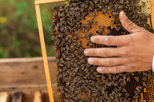 Gros plan des mains apiculteur tenant un nid d'abeille plein d'abeilles. Apiculteur inspectant le cadre en nid d'abeille au rucher. Concept apicole
 - Photo, image