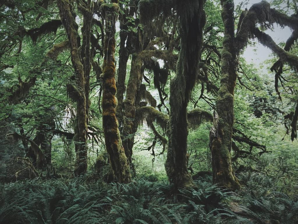 Bel colpo di alberi con muschio che cresce su di loro circondato da piante
 - Foto, immagini