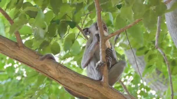 Aap (macaque rhesus) zittend op de boom in gemengde bladverliezend bos - Video
