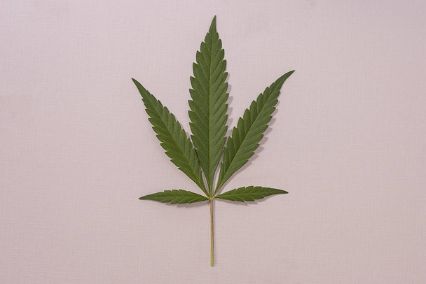 Hoja de cannabis verde en el centro del marco sobre un fondo beige y rosa
 - Foto, imagen