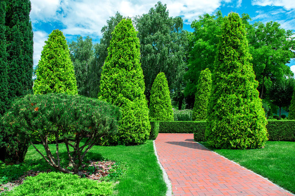 back yard with red tile path for walks among evergreen thuja and evergreen hedge of shrubs in a garden with pine plants. - Foto, imagen