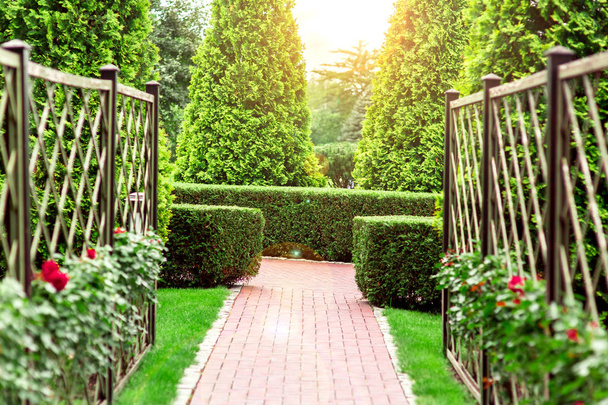 the rose garden with footpath a hedge of thuja from background clouds the sun flare. - Foto, imagen