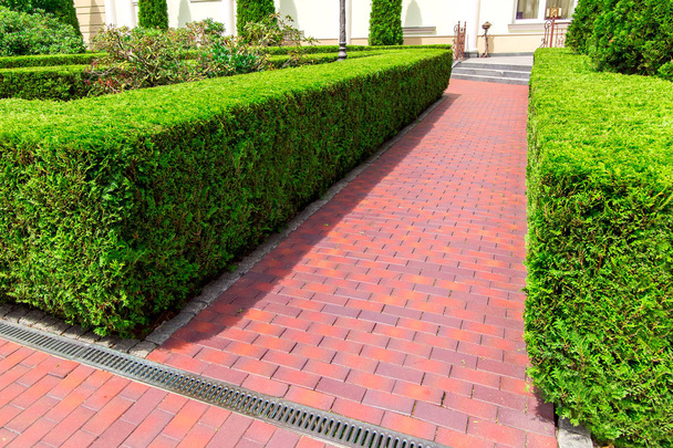 pedestrian footpath made of red tiles with a drainage grid and a evergreen hedge of thuja bushes. - Фото, изображение