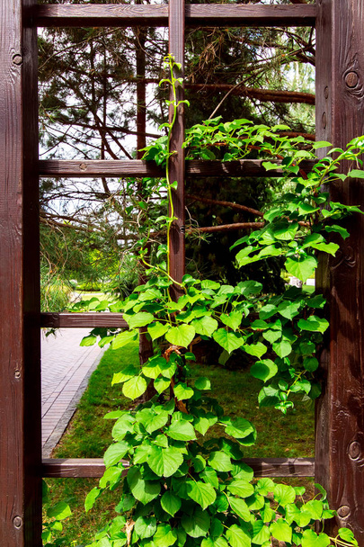 ξύλινη αψίδα με ένα πλαίσιο για την ανάπτυξη των αναρριχητικών φυτών με πράσινα φύλλα, κοντινό πλάνο μιας κατασκευής στην πίσω αυλή. - Φωτογραφία, εικόνα