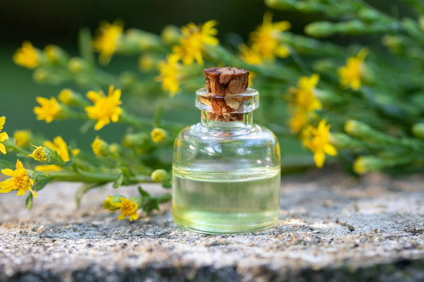 Una botella de aceite esencial con una planta de varilla de oro europea
 - Foto, Imagen