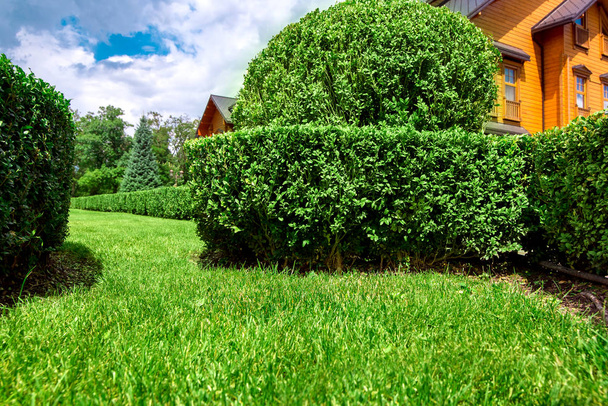 landscape design of a hedge of boxwood bushes and a green lawn with grass on a sunny day and clouds against a blue sky in the backyard of a residential building. - Photo, Image