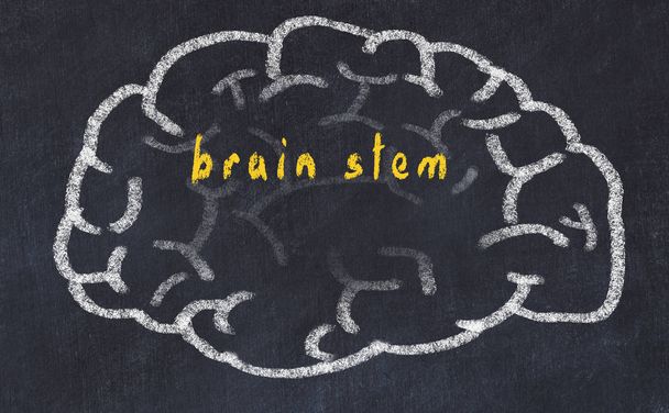 Drawind van menselijk brein op krijtbord met inscriptie hersenstam - Foto, afbeelding