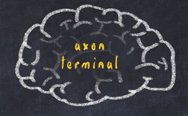 Drawind van menselijk brein op krijtbord met inscriptie axon Terminal - Foto, afbeelding