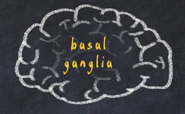Drawind van menselijk brein op krijtbord met inscriptie basale ganglia - Foto, afbeelding