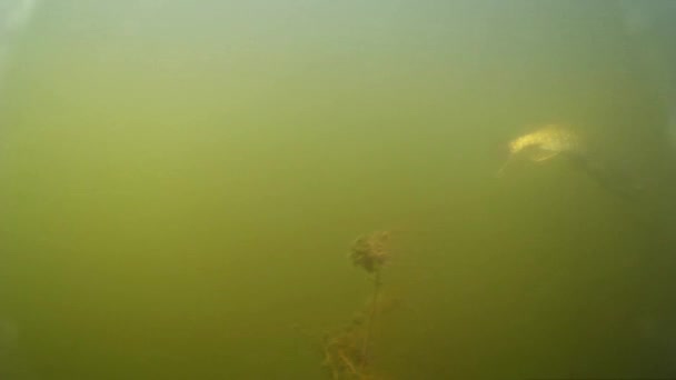 Disparos bajo el agua, gran lucio tratando de saltar del gancho, pesca con spinning en cebo artificial
 - Metraje, vídeo