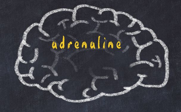 Drawind ludzkiego mózgu na tablica z napisem adrenalina - Zdjęcie, obraz
