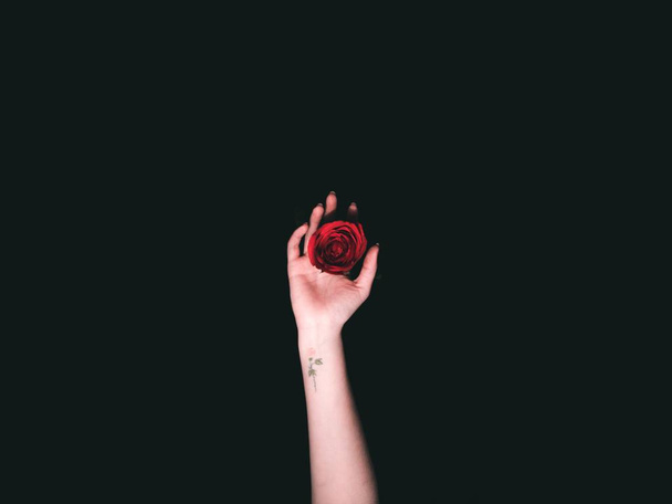 Beautiful shot of a hand with a little tattoo holding a dark red rose - Fotó, kép