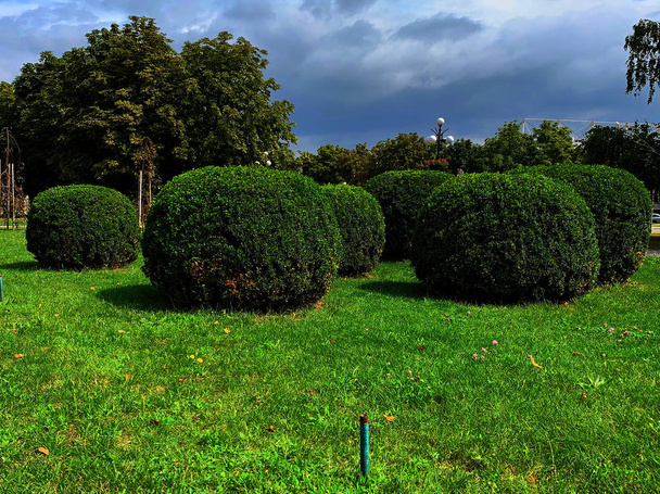 Okrągłe przycięte krzewy w parku, Błękitne niebo. - Zdjęcie, obraz