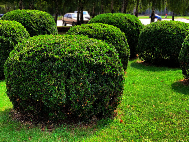 Arbustos redondos recortados en el parque, seto verde
. - Foto, imagen