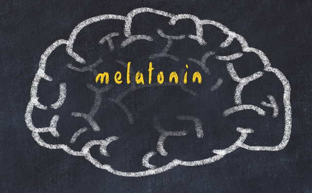 Drawind του ανθρώπινου εγκεφάλου στον πίνακα με επιγραφή Μελατονίνη (Melatonin) - Φωτογραφία, εικόνα