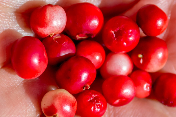 Lingonberry berries are harvested in the forest. Tasty and healthy food. Close-up. - Photo, Image