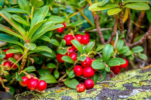 Preiselbeerstrauch mit reifen Früchten in Nahaufnahme. Früchte und Blätter der Pflanze werden in der Medizin und in der Küche verwendet. - Foto, Bild