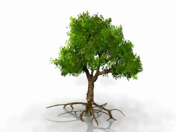 zielone drzewo na białym tle - Materiał filmowy, wideo