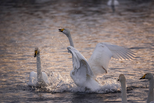 The swan flaps its wings. Dries wings and shows its dominance. " - Fotoğraf, Görsel