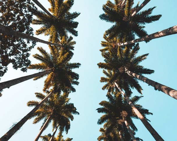 Up shot of beautiful tropical palms in a coastal city - Foto, Imagem