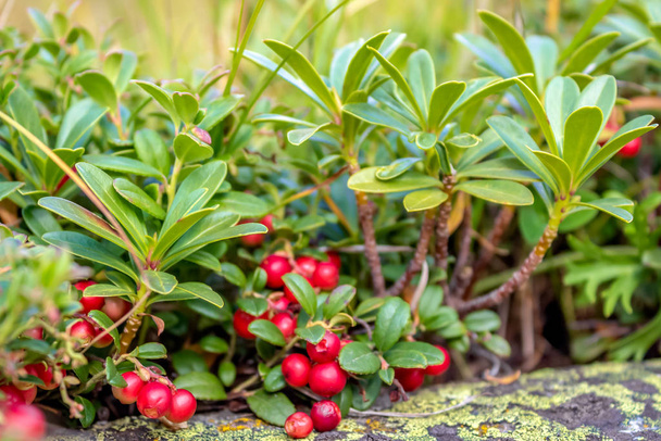 Vaccinium vitis-idaea (lingonberry) is a short evergreen shrub of the heather family, in which there are edible fruits. Lingonberries are collected in the wild and used to accompany various dishes in cooking. - Photo, Image