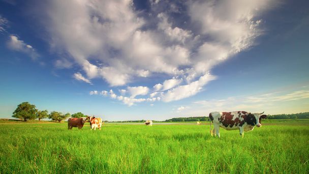 Kühe grasen auf einer grünen Sommerwiese - Foto, Bild