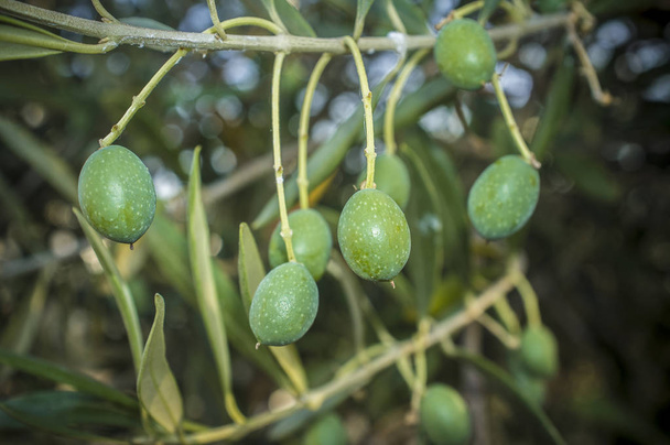 Напівмадуральна стадія оливкових фруктів
 - Фото, зображення