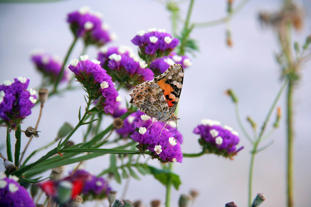 malowane pani motyl - Zdjęcie, obraz