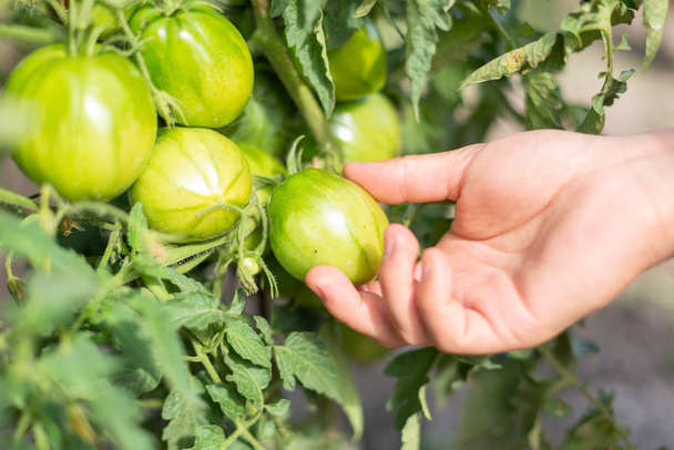 Hand of a young people checks the ripeness of tomatoes on a branch in a greenhouse - Foto, Imagem