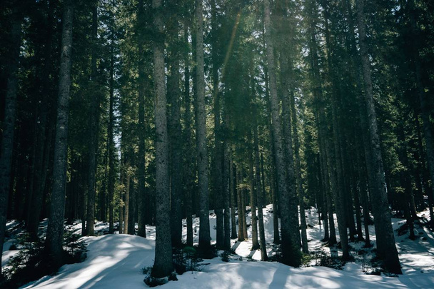 Beautiful shot of a thick forest during Winter - Foto, Imagem