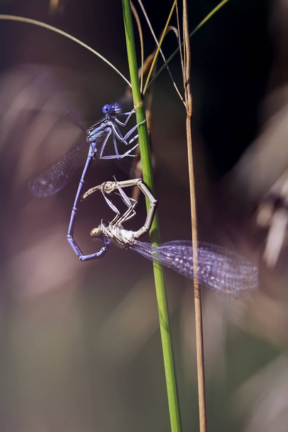 Beautiful  dragondfly couple while pairing  - Photo, Image