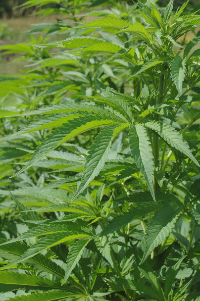 marihuana plant close-up - Foto, afbeelding