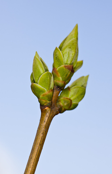 Зеленая капуста
 - Фото, изображение