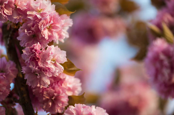 Beautiful cherry blossom tree branch - Fotoğraf, Görsel