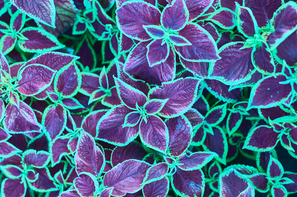 Abstract dark and light neon coleus, fantastic gray foliage texture, decorative tropical leaf pattern, floral arrangement design, artistic exotic plant illustration, leaves in neon. - Фото, изображение