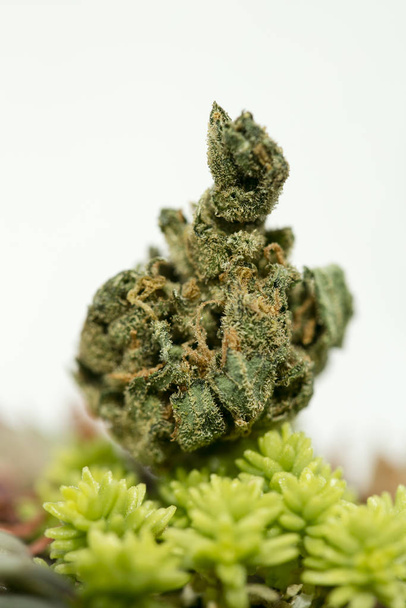 Cannabis super citron brume sensi graines cinquante mégapixels
 - Photo, image