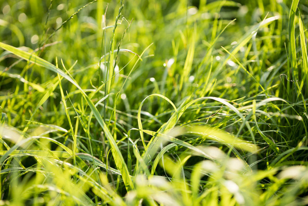 Gras Makro-Hintergrund fünfzig Megapixel  - Foto, Bild