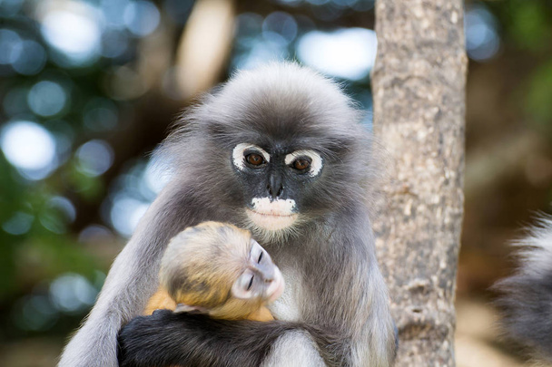 Mooie apen, schattige makaak bril, grappige aap leeft in een natu - Foto, afbeelding