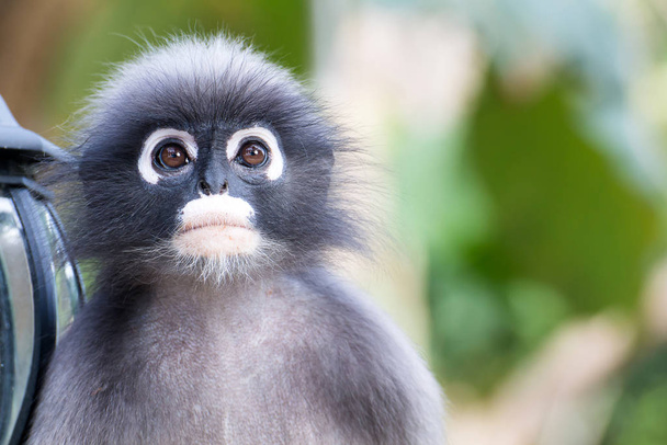 Güzel maymunlar, sevimli Makak gözlük, komik maymun bir natu yaşıyor - Fotoğraf, Görsel