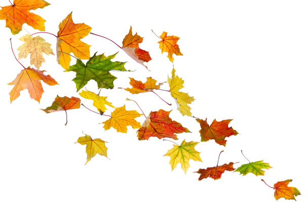 Autumn colored leaves falling - Photo, Image