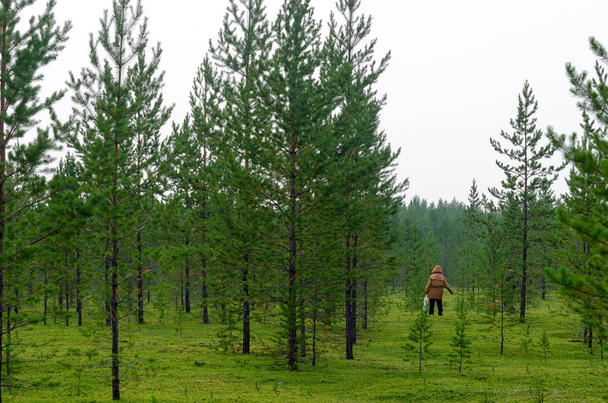 Una anciana asiática cansada endereza su espalda y sus manos después de recoger setas en el bosque con pequeños abetos y hierba verde en la salvaje taiga del norte de Yakutia por la tarde.
. - Foto, Imagen