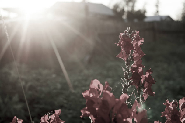 Foto menos botões de flores vermelhas brilhantes de snapdragons florescer em ilocate contra um pôr do sol laranja raios
. - Foto, Imagem