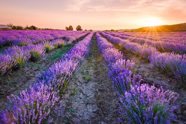 blühendes Lavendelfeld unter den roten Farben des sommerlichen Sonnenuntergangs  - Foto, Bild