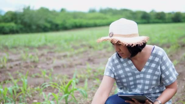 Mujeres agricultoras usando tableta digital que registra datos en el campo de maíz
 - Metraje, vídeo